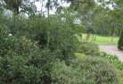 Swanwaterresidential-landscaping-35.jpg; ?>